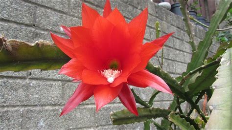 How to Harvest Seeds from Epiphyllum Cactus - The Orchid Cacti - YouTube