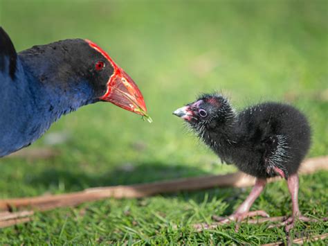 Baby Pukeko Pictures | Download Free Images on Unsplash