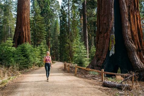 Hiking Mariposa Grove of Giant Sequoias Trail In Yosemite