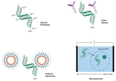 Transfection - Definition, Types, Principle, Applications (2023)