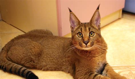 Hybrid Cats: Caracat, Chausie — And Controversy - Petful