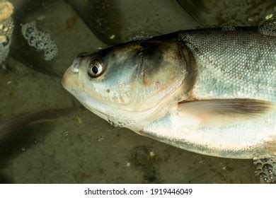 157 Silver cyprinid Images, Stock Photos & Vectors | Shutterstock