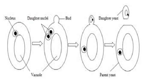 Yeast Cells Budding