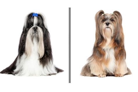 Shih Tzu vs. Lhasa Apso - Simple Way To Tell Them Apart