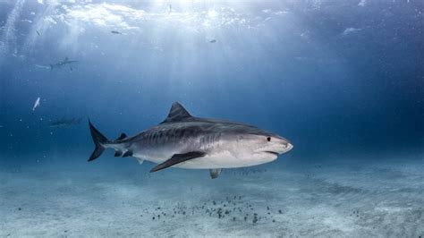 New York Beach patrols are using DJI drones to spot sharks