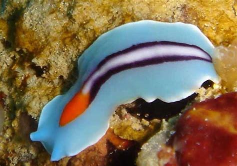 Flatworm Classifications