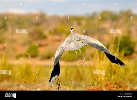 Large bird takes flight in the Okavango Delta Stock Photo - Alamy