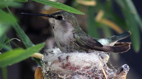 How To Make A Hummingbird Nesting Platform – Hummingbirds Info