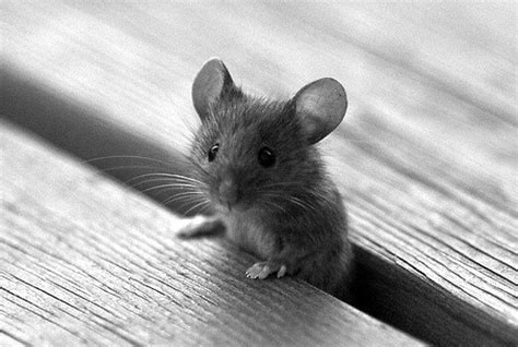 Cute Mouse | El Grande Pics