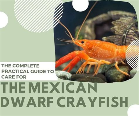 Mexican Dwarf Crayfish - The Complete Practical Care Guide