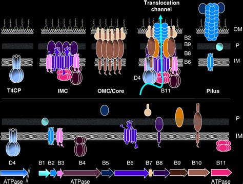 Bacterial Type 4 Secretion System – Gabriel Waksman (2018) | Natural History Nature Documentary