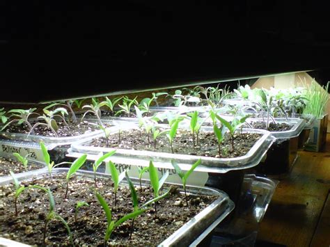 A guide to starting seeds indoors | Hello Homestead