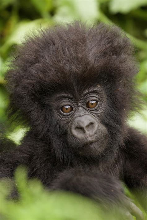 Cute Baby Mountain Gorillas