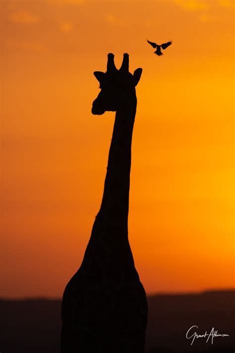 | Wildlife 42 Sunset giraffe and oxpecker Mara Kenya