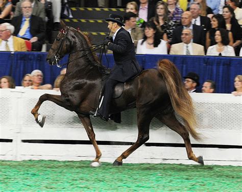 American Saddlebred Horse Breed Information, History, Videos, Pictures