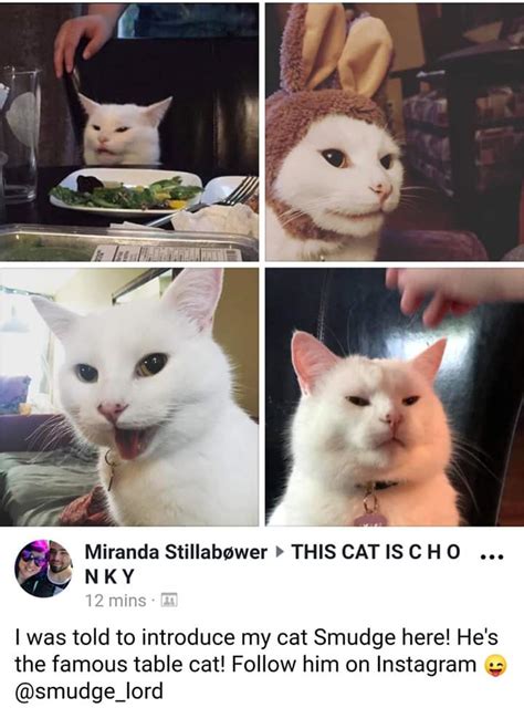 Let us please appreciate Smudge the table cat for all the good memes : r/PewdiepieSubmissions