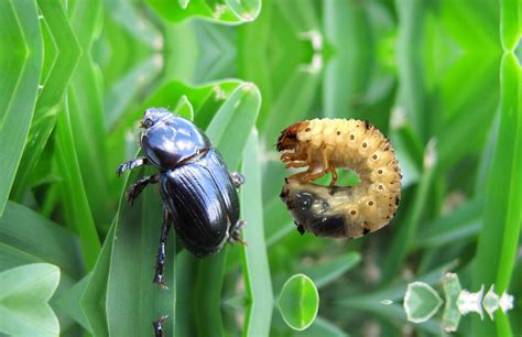 African Black Beetle – Lawnpride Australia