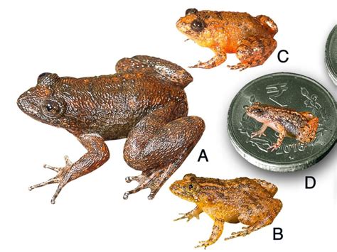 Scientists discover 4 species of tiny frogs in India - ABC News