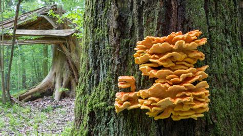 The Ultimate List of Mushrooms that Grow on Trees