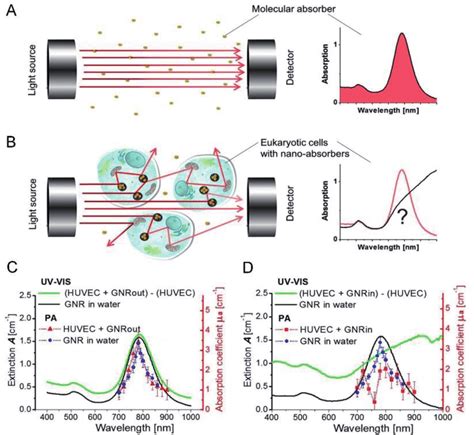 (A) Absorption spectrum detected with UV-VIS spectrophotometer when... | Download Scientific Diagram