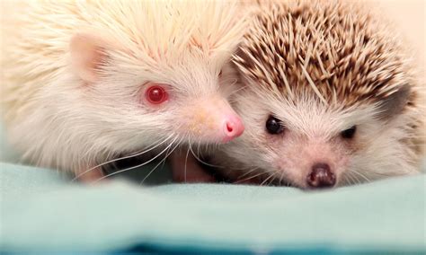 He's got an Extra special friend: Rare albino hedgehog given away by ...