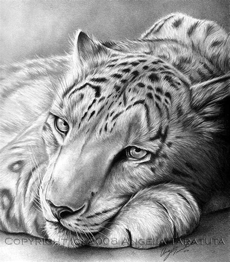 40 realistische Tierbleistiftzeichnungen | Pencil drawings of animals, Realistic animal drawings ...