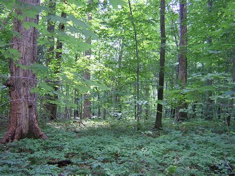 Old-growth Forest at Johnson Woods State Nature Preserve – Building Ohio State