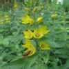Lysimachia Species, Circle Flower, Yellow Loosestrife Lysimachia punctata