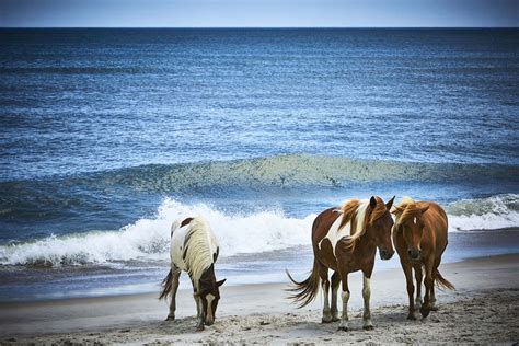 Wild Horses in North America: Where You Can Still See Them | Reader's Digest