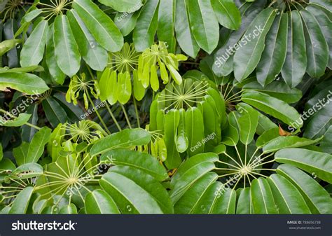 Schefflera Actinophylla Tree Araliaceae Family Native Stock Photo ...