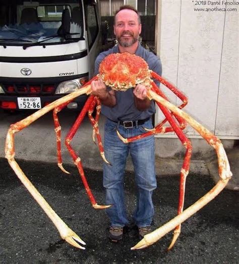 Giant Alaskan King Crab : r/TheDepthsBelow