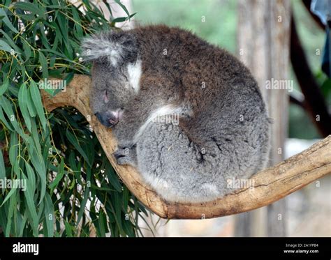 Sleeping Koala Bear Stock Photo - Alamy