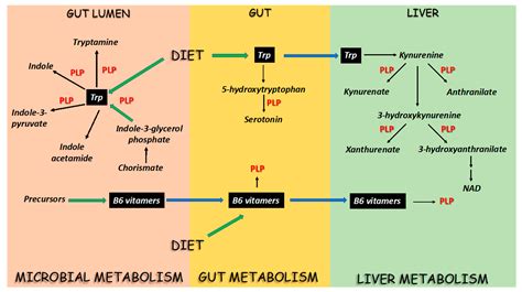 IJMS | Free Full-Text | Pyridoxal 5′-Phosphate-Dependent Enzymes at the ...