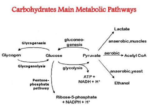 (PDF) Carbohydrates Main Metabolic Pathways | Muhammed Suffian - Academia.edu