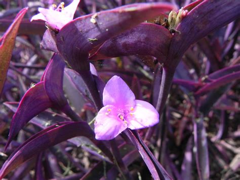 Tradescantia Pallida | Nature Photo Gallery