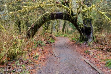 Hoh Rain Forest - Second Beach - Mark Gotchall Photography