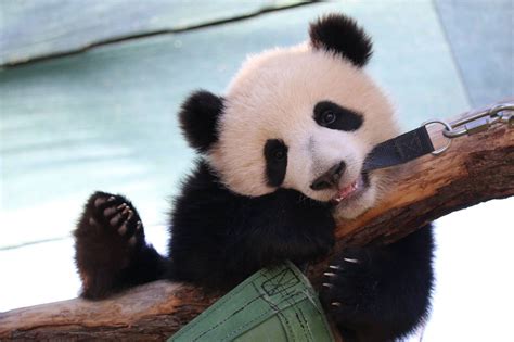 At eight months old, Toronto Zoo panda cubs starting to like bamboo ...