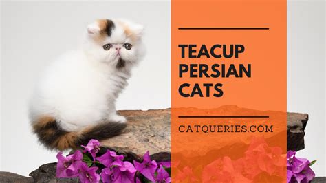 Teacup Persian cats: History, Facts & Care (with pictures) - Cat Queries