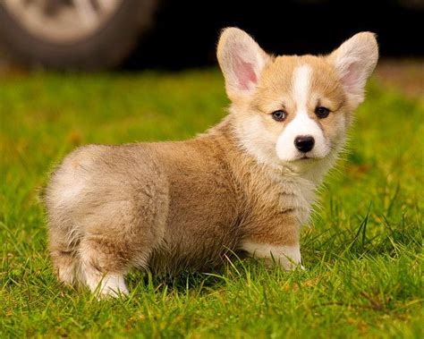 Adorable Corgi Puppy: Prepare for Cuteness Overload!