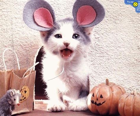 Funny halloween images, pictures and photos! Have fun!