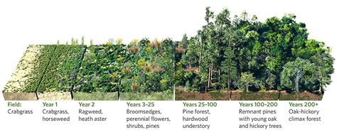 Forest Ecology - Types, Divisions and Scope - Forestrypedia