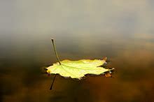 Floating Leaf Free Stock Photo - Public Domain Pictures