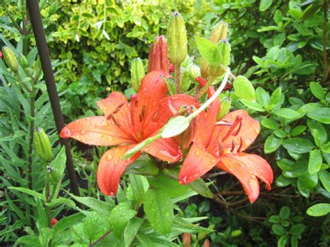 Seasons In My Garden: June Flowers