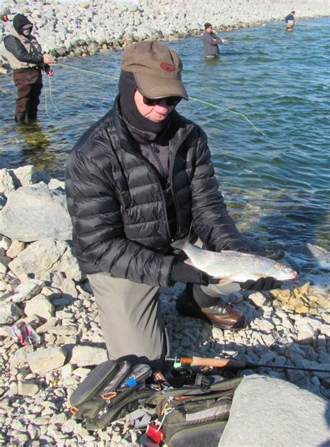 Fairford River Cisco Robert Burton Whitefish - Fly Fishing Manitoba