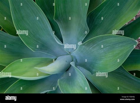 Agave attenuata Stock Photo - Alamy