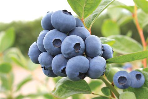 New Early, Low-Chill Blueberry Varieties from Oregon Blueberry Farms and Nursery - Growing Produce