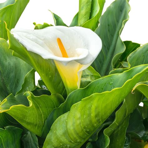 Growing Calla Lilies | ThriftyFun