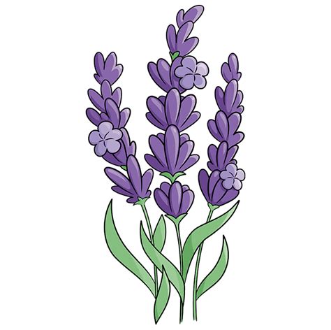 How To Draw Lavender Flower