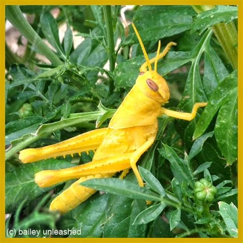 bailey unleashed .com: a yellow grasshopper?!?