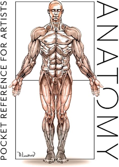 simpatie Interpreta se lipi body anatomy reference Constrângere Neîncredere Pur